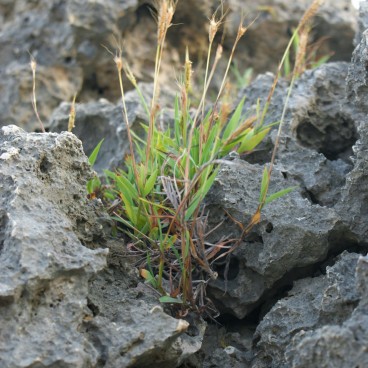 Okinawa, Rock Formations at Mibaru Beach 4