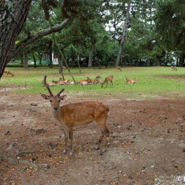 Nara during Coronavirus Outbreak in June 2020, Nara Park