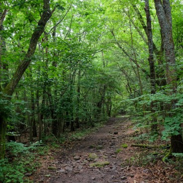 Tadewara Wetlands, Forest area (Oita) 2