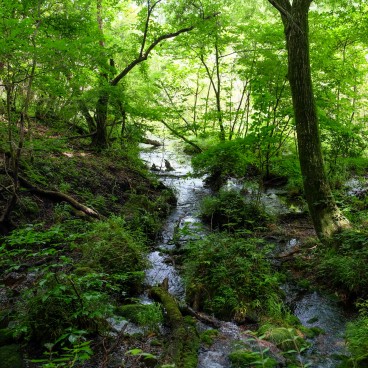 Tadewara Wetlands, Forest area (Oita) 3