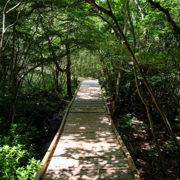 Tadewara Wetlands, Boardwalk (Oita) 2