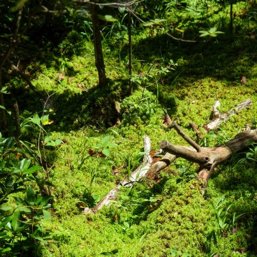 Tadewara Wetlands, Forest area (Oita) 4