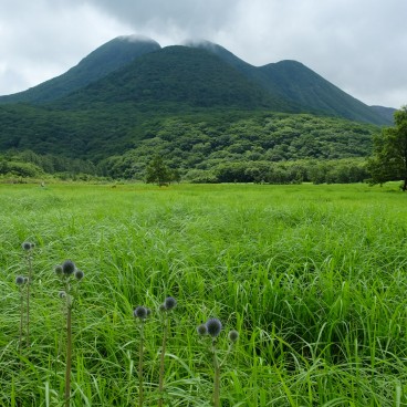 Tadewara Wetlands, Higotai thistle (Oita)