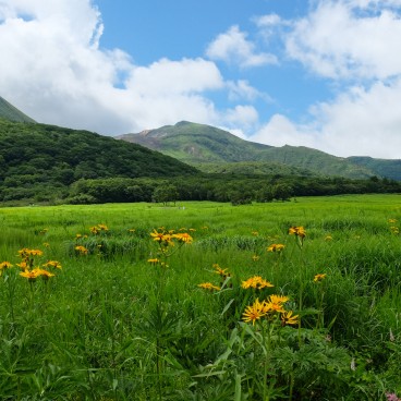 Tadewara Wetlands (Oita), Summer Ragwort (Hankaiso) 