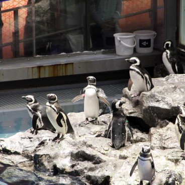 Sumida Aquarium Tokyo 3