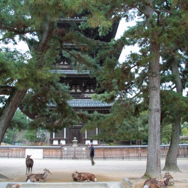 Kofuku-ji (Nara), Five-story pagoda and deers