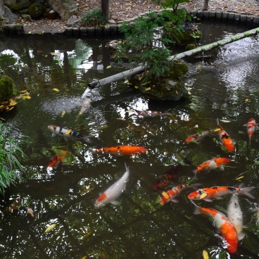 Northern Culture Museum (Niigata), Carps' pond