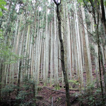 Ohara, Forest near Otonashi no taki