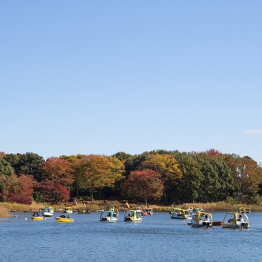 Showa Memorial Park (Tokyo), Pedal boats on the lake