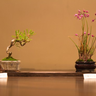 Showa Memorial Park (Tokyo), Bonsai