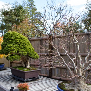 Showa Memorial Park (Tokyo), Bonsai 2