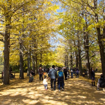 Showa Memorial Park (Tachikawa, Tokyo), Yellow ginkgo alley
