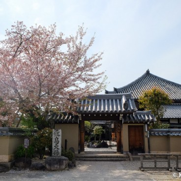 Asuka-dera (Asuka), Cherry tree past the blooming peak in front of the temple in mid-April