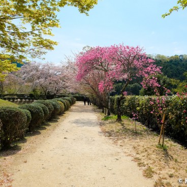 Asuka (Nara), Surroundings of Kofun Ishibutai tomb in spring
