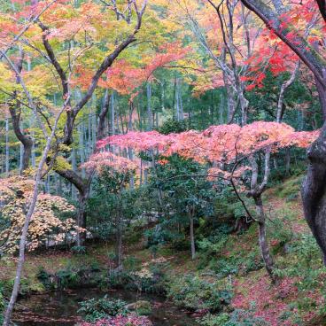 Jojakko-ji (Kyoto), Pond with maple trees and bamboos