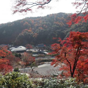 Katsuo-ji temple in Minoh (Osaka), Red maple trees in November 5