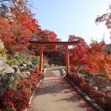 Katsuo-ji (Osaka), Red maple trees at the temple in November