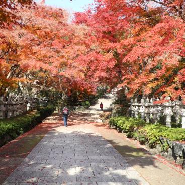Katsuo-ji temple in Minoh (Osaka), Red maple trees in November