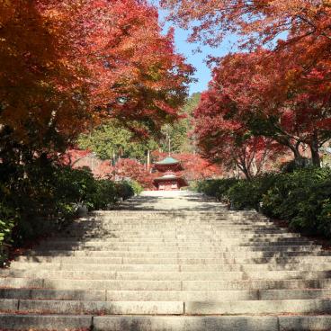 Katsuo-ji temple in Minoh (Osaka), Red maple trees in November 2