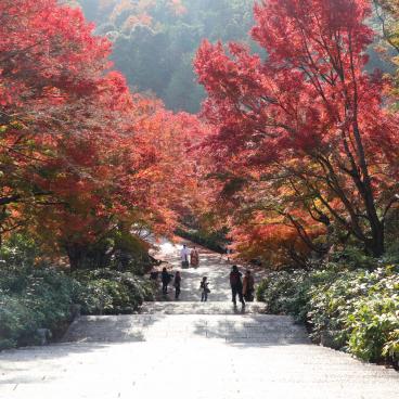 Katsuo-ji temple in Minoh (Osaka), Red maple trees in November 3
