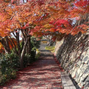 Katsuo-ji temple in Minoh (Osaka), Red maple trees in November 4