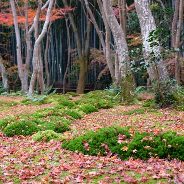 Gio-ji, red maple leaves and bamboo grove