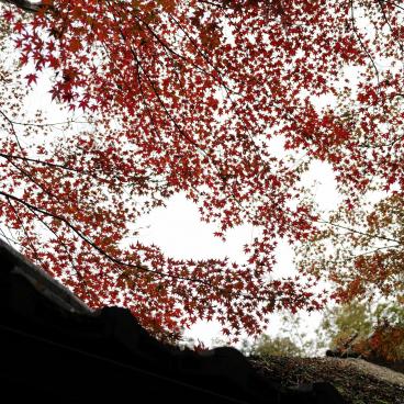 Gio-ji, red maples in autumn