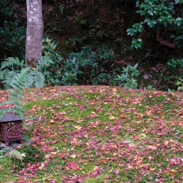 Gio-ji, moss and maple trees' temple in Arashiyama (Kyoto) 7