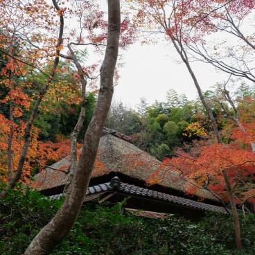 Gio-ji, moss and maple trees' temple in Arashiyama (Kyoto) 8