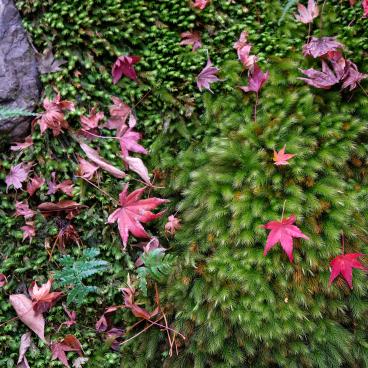 Gio-ji, moss garden with red maple leaves