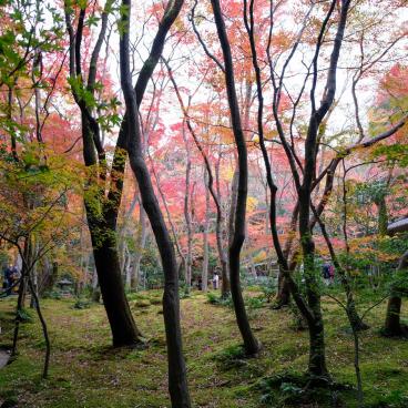 Gio-ji, moss and maple trees' temple in Arashiyama (Kyoto)