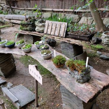 Gio-ji, samples of moss species