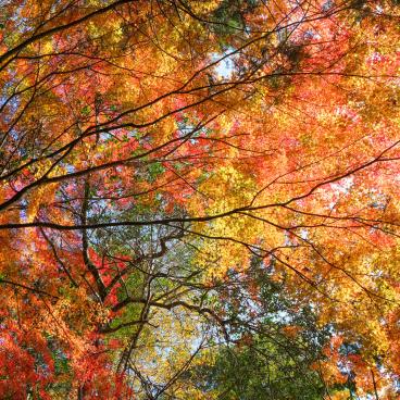 Mitaki-dera (Hiroshima), maple trees (momiji) in autumn