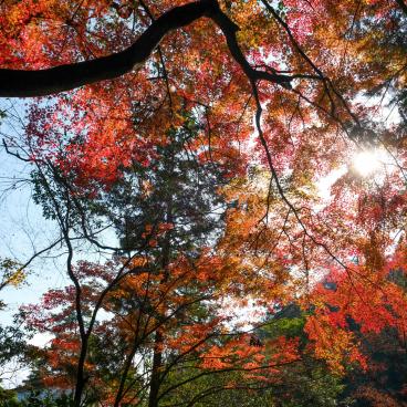 Mitaki-dera (Hiroshima), maple trees (momiji) in autumn 2