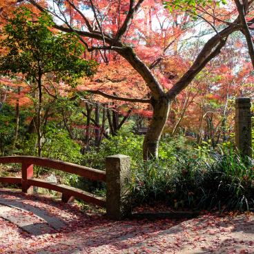 Mitaki-dera (Hiroshima), maple trees (momiji) in autumn 3