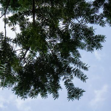 Isui-en (Nara), Vegetation 4