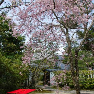 Isui-en (Nara), Blooming flowers