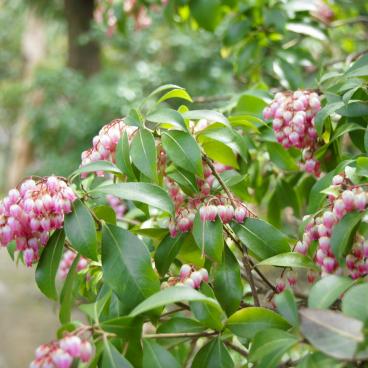 Isui-en (Nara), Blooming flowers 2