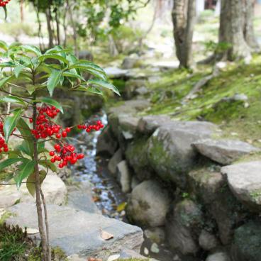 Isui-en (Nara), Vegetation
