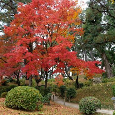 Shukkei-en Garden (Hiroshima), beautiful maple trees in autumn 4