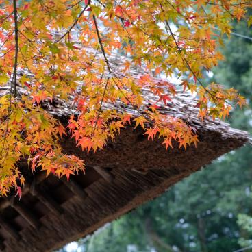 Shukkei-en Garden (Hiroshima), beautiful maple trees in autumn 3