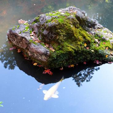 Tenju-an (Kyoto), Carp pond