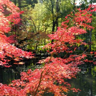 Tenju-an (Kyoto), Carp pond and maple trees in autumn