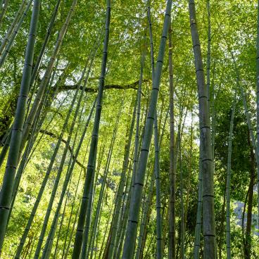 Tenju-an (Kyoto), Bamboo grove
