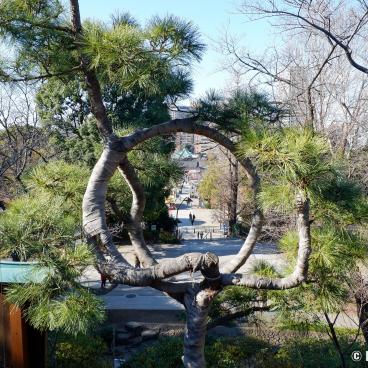 Ueno Park, Tsuki no Matsu (Moon's Pine) in Kiyomizu Kannon-do