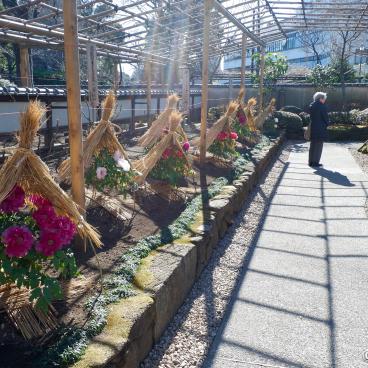 Ueno Toshogu, Botan-en garden (winter peonies garden)