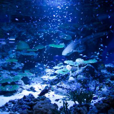 Aqua Park Shinagawa, Coral environment water tanks 4