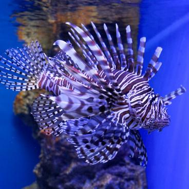 Aqua Park Shinagawa, Lionfish