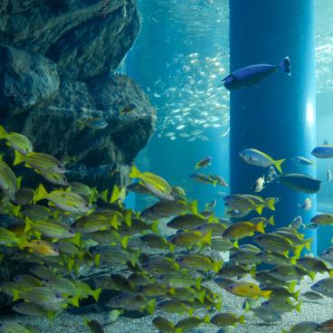 Aqua Park Shinagawa, Tropical fishes