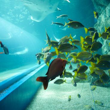 Aqua Park Shinagawa, Tropical fishes 2